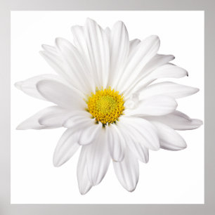 White Daisy Flower Background Customized Daisies Poster