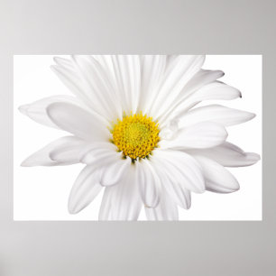White Daisy Flower Background Customized Daisies Poster