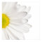 White Daisy Flower Background Customized Daisies
