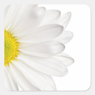 White Daisy Flower Background Customized Daisies Square Sticker