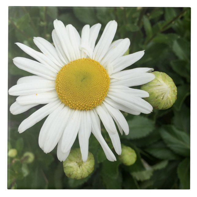 White Daisy Flower Ceramic Tile (Front)
