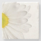 White Daisy Flower Floral Daisies Flowers