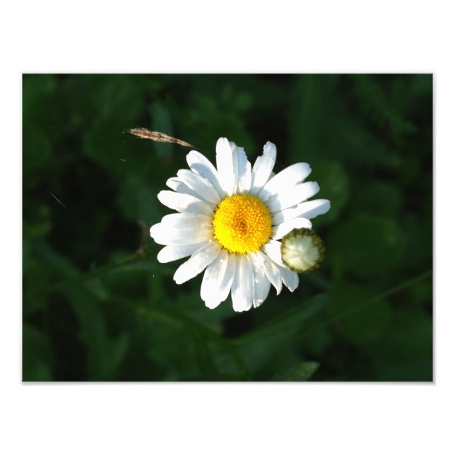 White Daisy Flower Photo Print (Front)