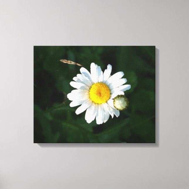 White Daisy Flower Photo Wrapped canvas (Front)