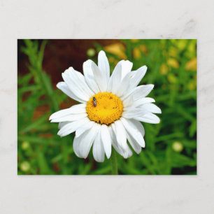 White Daisy Flower Postcard