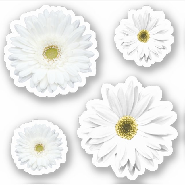 White Daisy Flower Set (Front)