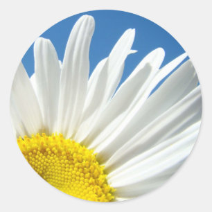White Daisy Flower Stickers Blue Sky Floral