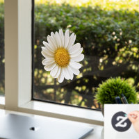 White Daisy Flower
