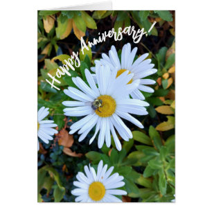 White Daisy Flower with a Bee Anniversary Card
