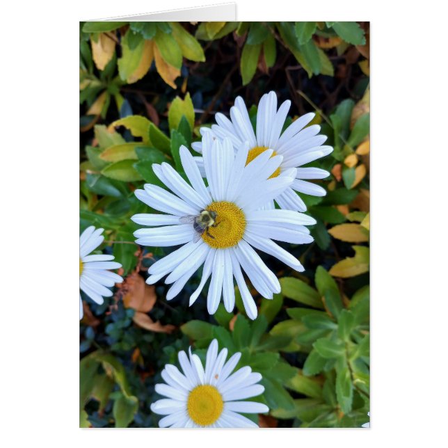 White Daisy Flower with a Bee Blank Card (Front)