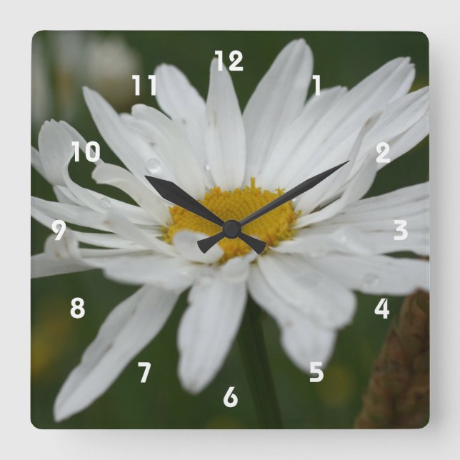 White Daisy Flower With Raindrops Nature Square Wall Clock (Front)