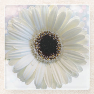 White Daisy Glass Coaster