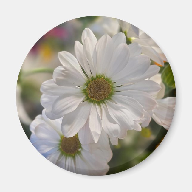 White Daisy Magnet (Front)