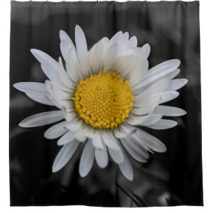White daisy on black background