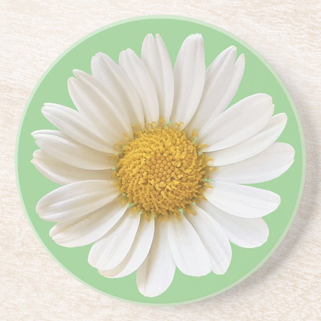 White Daisy on Sage Green Background Coaster (Front)