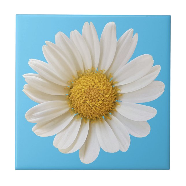 White Daisy on Sky Blue Background Tile (Front)
