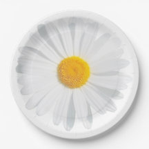 white daisy