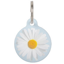 white daisy