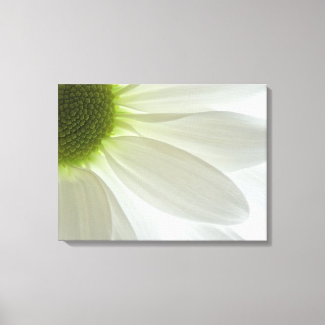 White Daisy Petals Canvas Print (Front)