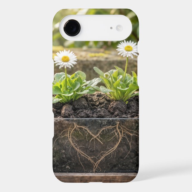 White Daisy Plants In a Flower Box (Back)