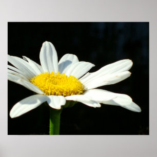 White Daisy Poster