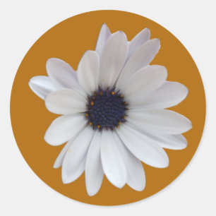 White Daisy Purple Centre Gold Background Photo Classic Round Sticker