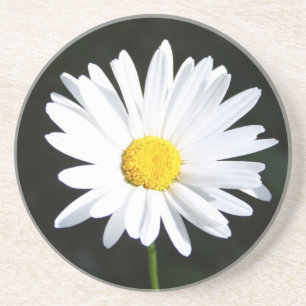 White Daisy Sandstone Coaster