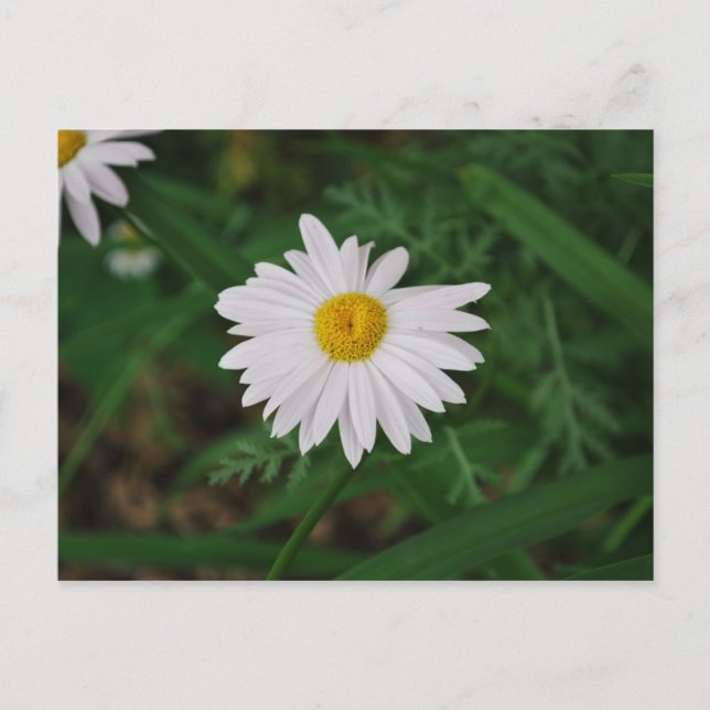 White Daisy Wildflower Post Card (Front)