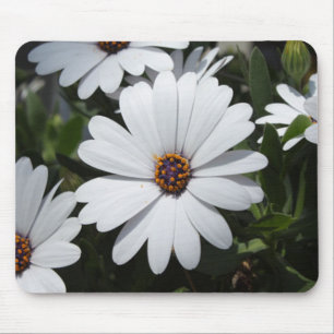 White Daisy's in Bloom Mouse Pad