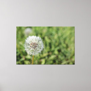 White dandelion flower on green grass canvas print