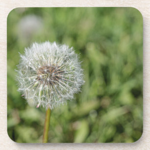 White dandelion flower on green grass coaster
