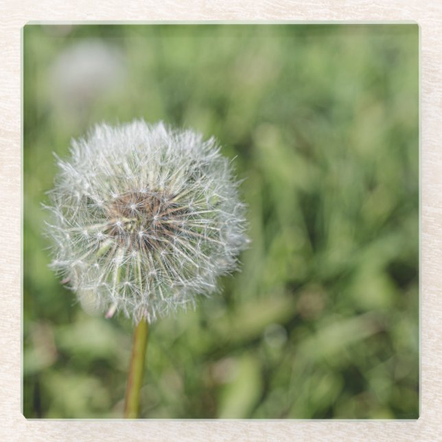 White dandelion flower on green grass glass coaster (Front)