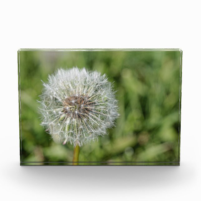 White dandelion flower on green grass photo block (Front)