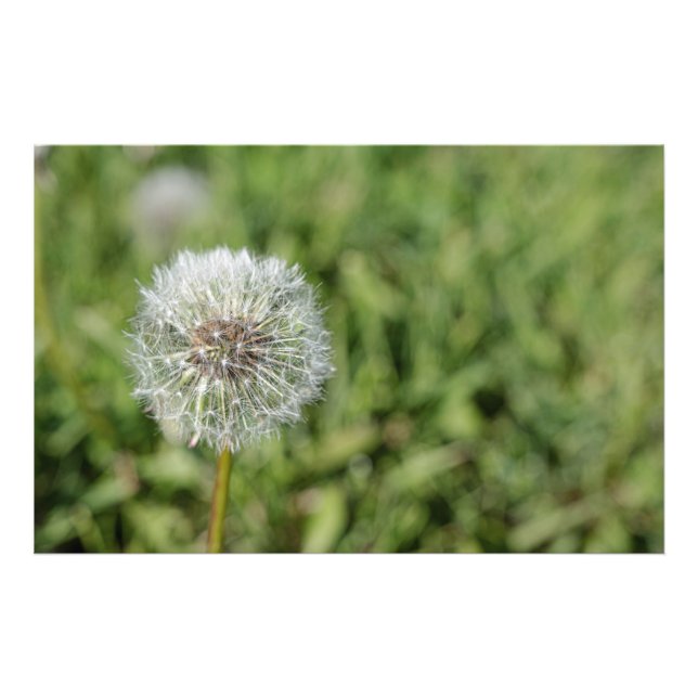 White dandelion flower on green grass photo print (Front)