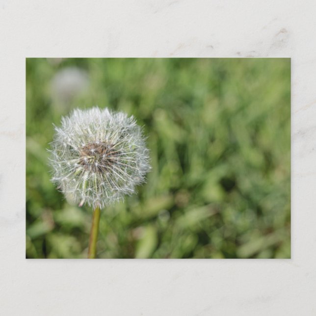 White dandelion flower on green grass postcard (Front)