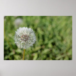 White dandelion flower on green grass poster