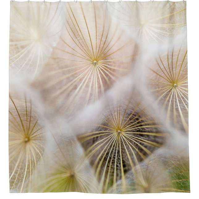 White dandelion flowers (Front)