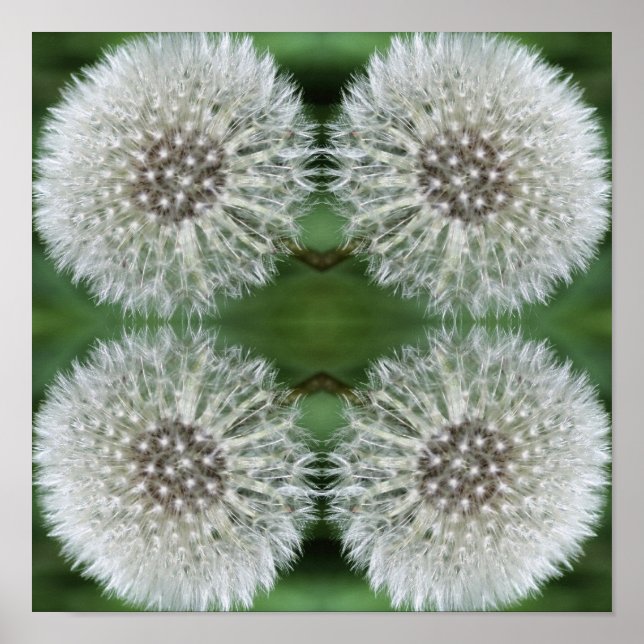 White Dandelion Fluff Close Up Abstract Poster (Front)