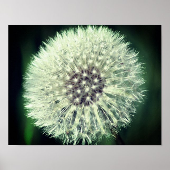 White Dandelion Fluff Close Up Poster (Front)