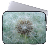 White Dandelion