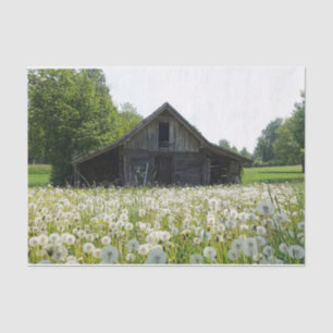 White Dandelions Supporting a Tired Looking Barn Tissue Paper