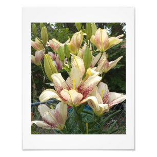 White Daylilies Photo Print