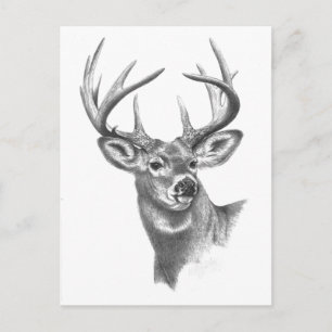 white deer 84 postcard