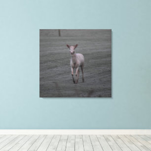 White Deer Canvas Print