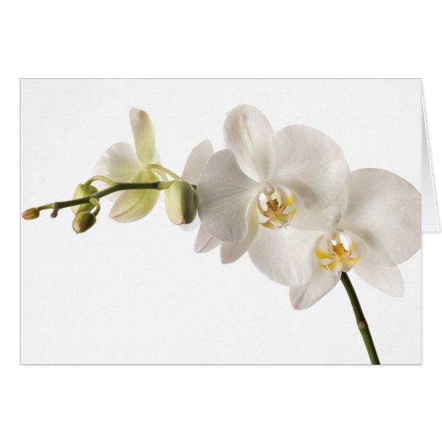 White Dendrobium Orchid Flower Spray Floral Blank (Front Horizontal)