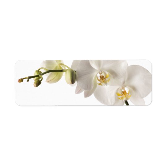 White Dendrobium Orchid Flower Spray Floral Blank Return Address Label