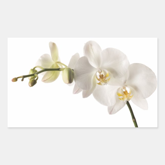 White Dendrobium Orchid Flower Spray Floral Blank Sticker (Front)