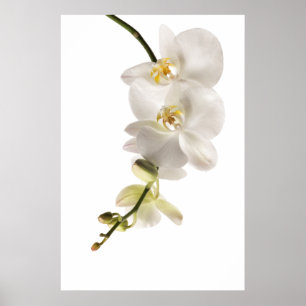 White Dendrobium Orchid Flower Spray Floral Poster