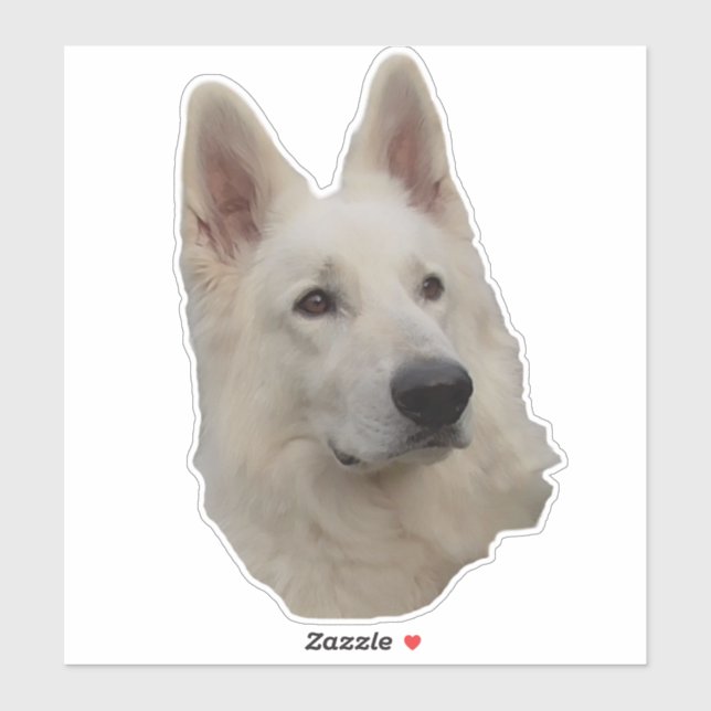 white dog (Sheet)