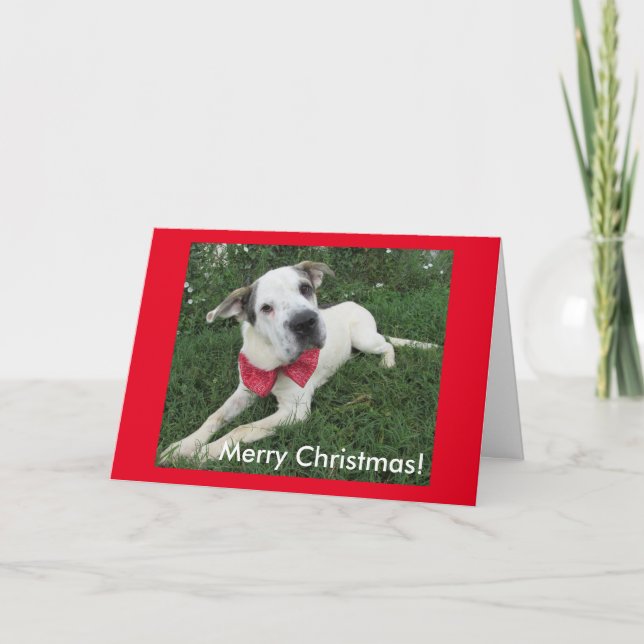 White Dog Holiday Card (Front)